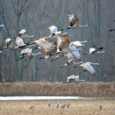 fw-sandhill-cranes-flying-large
