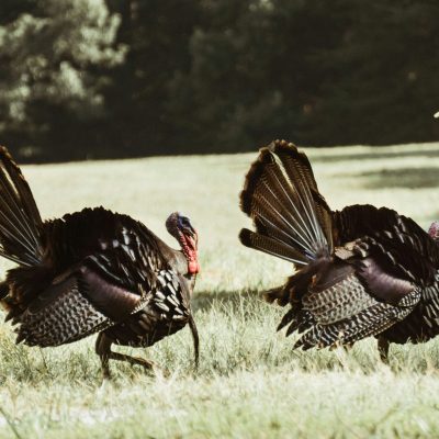 kirk-thornton-yAnbulUqAf0-unsplash